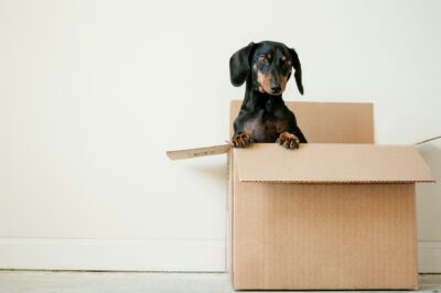 A black and tan dachshund peeks over the edge of an open cardboard box, curious as its front paws rest on the box's edge. The simple background features a light beige wall and a light-colored floor, capturing a moment of exploration while moving into newly developed luxury communities.